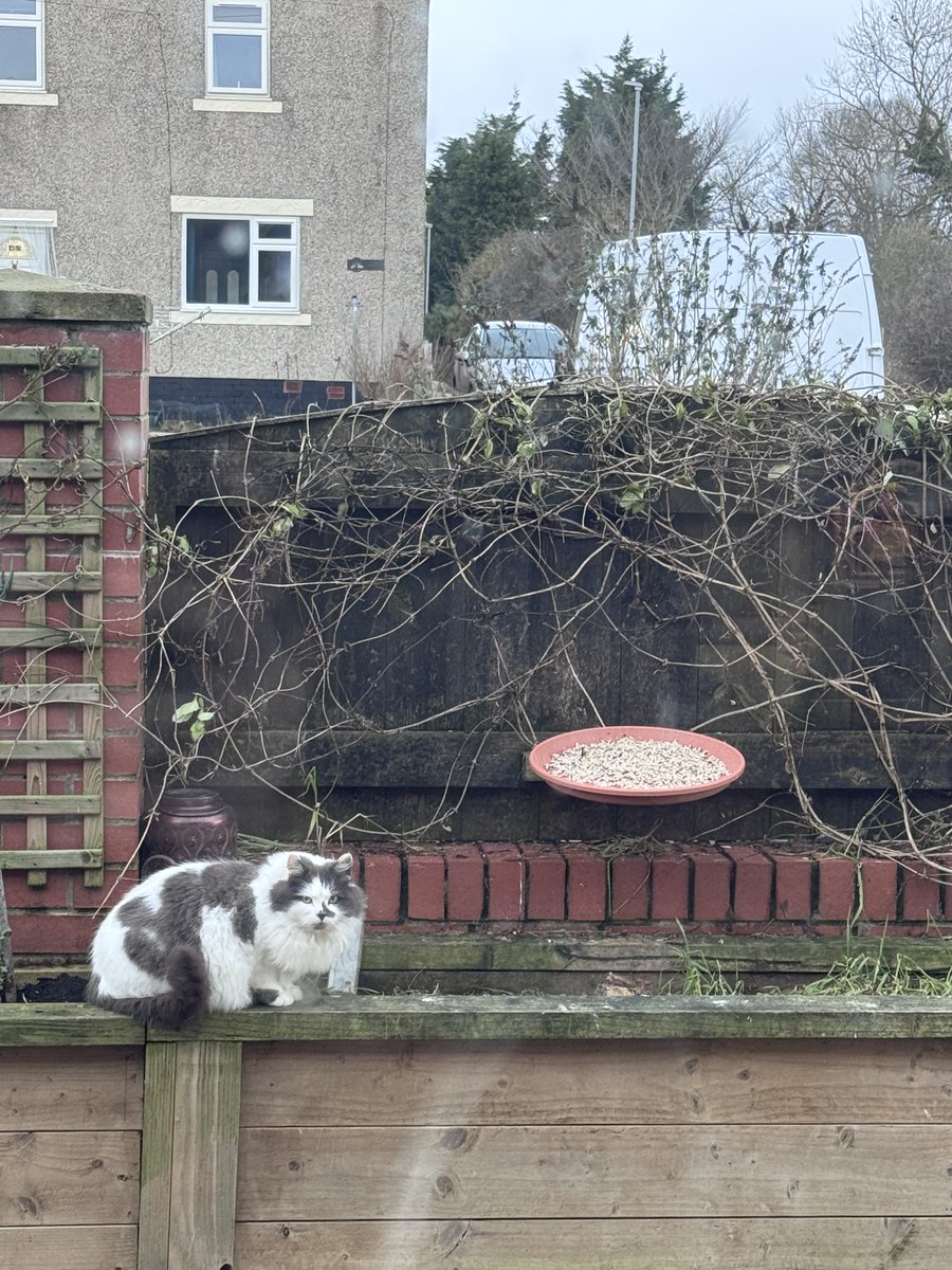 SpanielsSuper's tweet image. When lunch is late….. 
I relocate to the bird feeder….. just to give mum a hint!
Although I have to admit I prefer my birds cooked now!
Roast chicken🥰 over raw sparrow 🤮 anyday!
Mums heading my way now with #SomethingDelicious 
She’s training up very well 👍