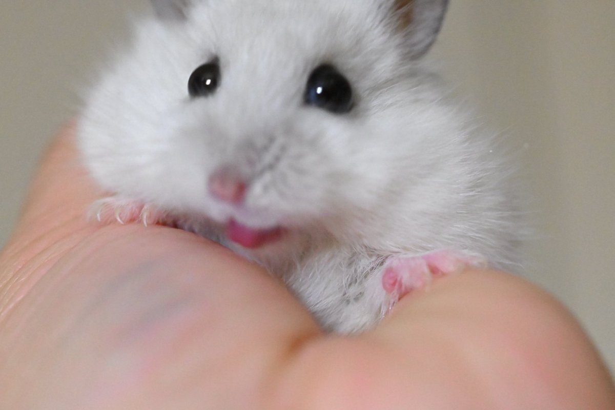 ブレてる写真ぜーんぶ！かわいい！
#キャンベルハムスター　#ハムスター　#もかちゃん