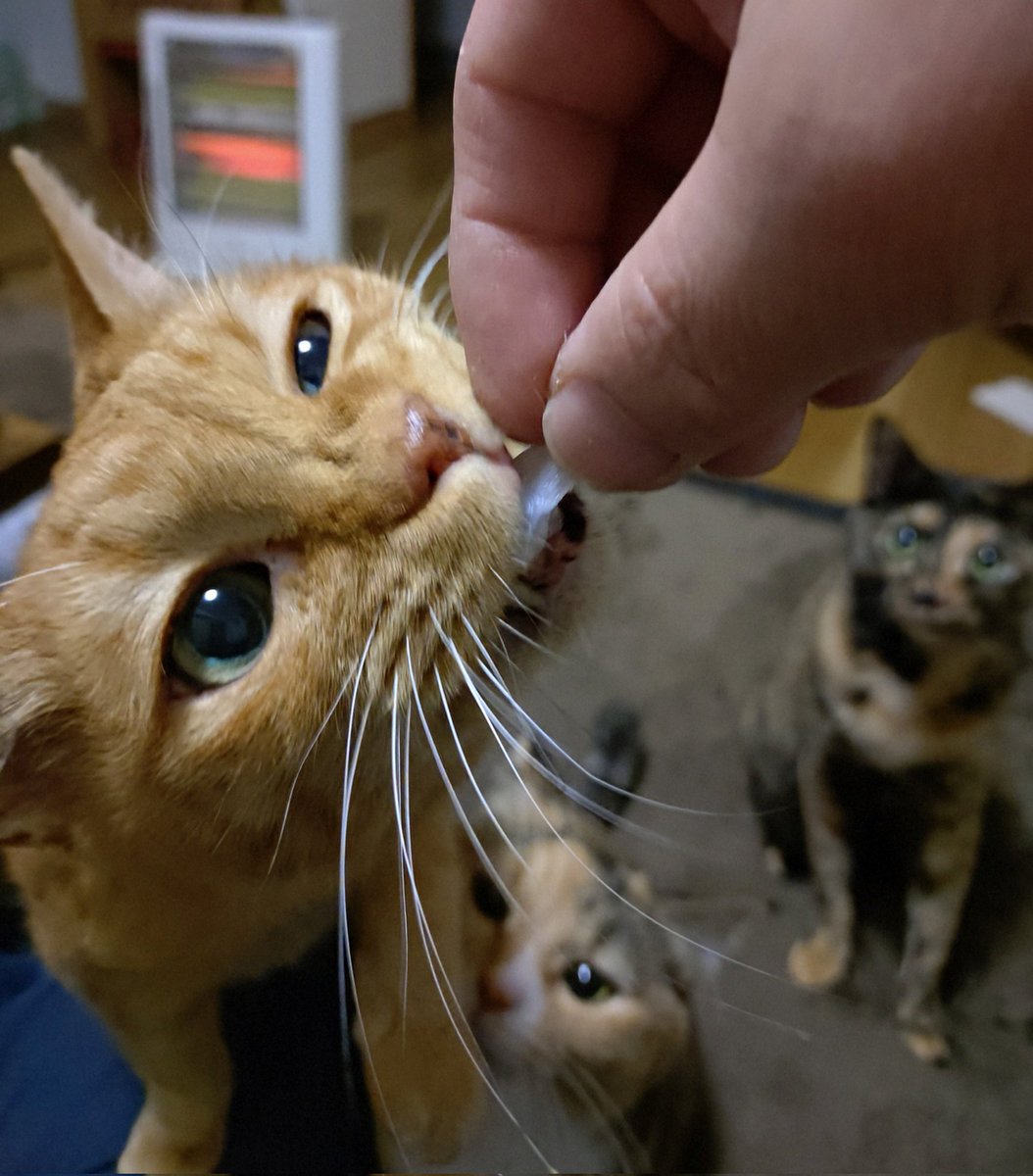 岩盤浴をする猫様 岩盤浴をするねこ様｜岩盤浴をする猫様 岩盤浴を