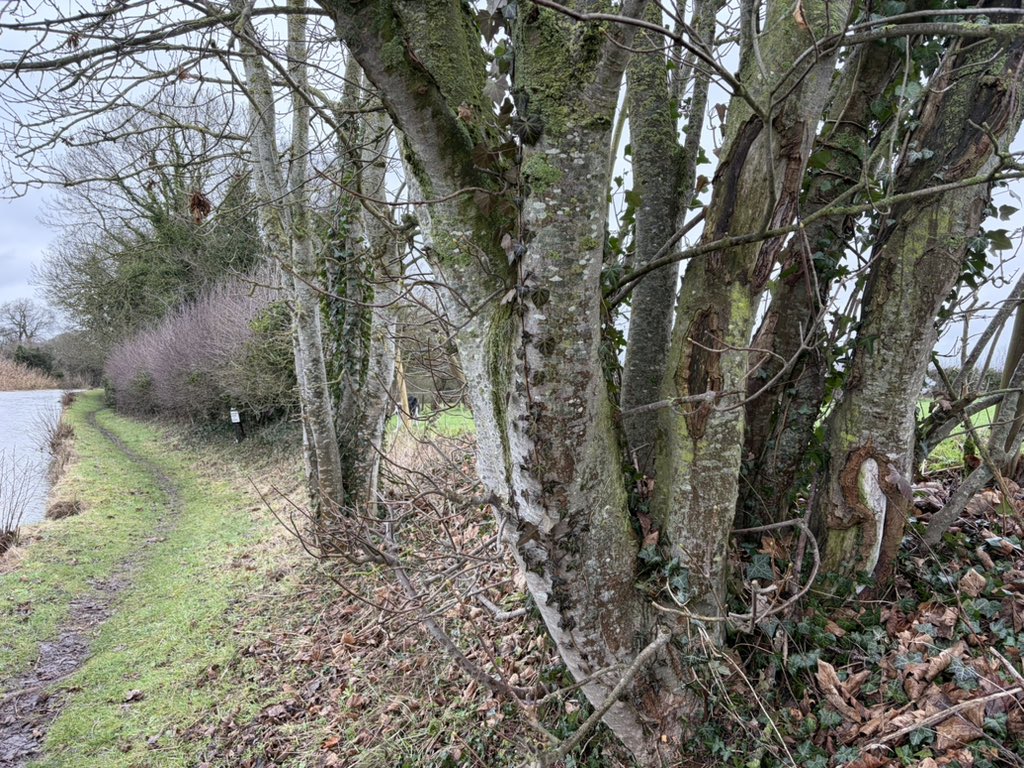 Puppy Bess and Auntie Kes tweet media