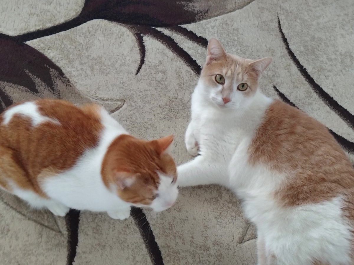 moip 🩷 tweet media