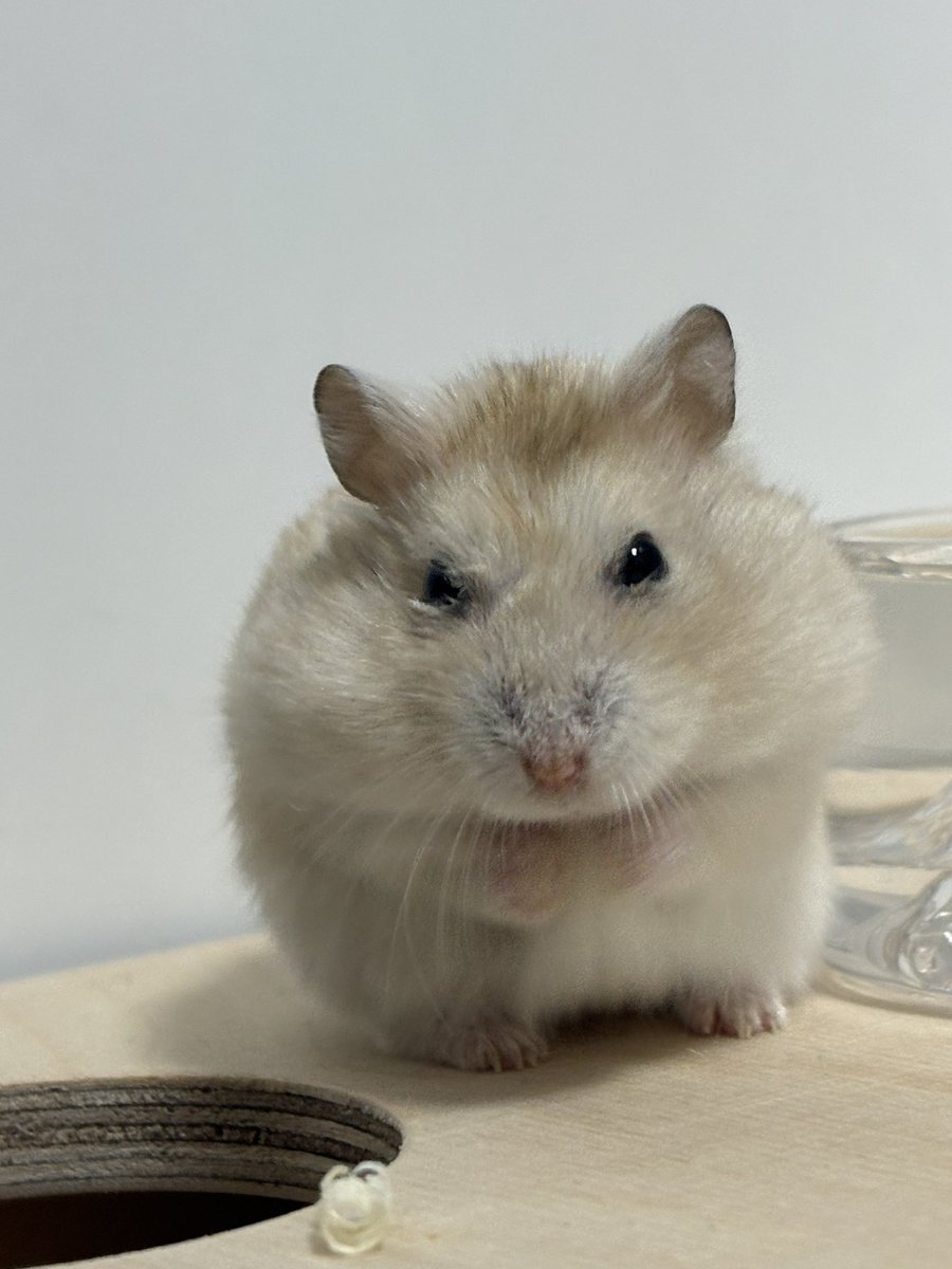 (공손한) “알감자”