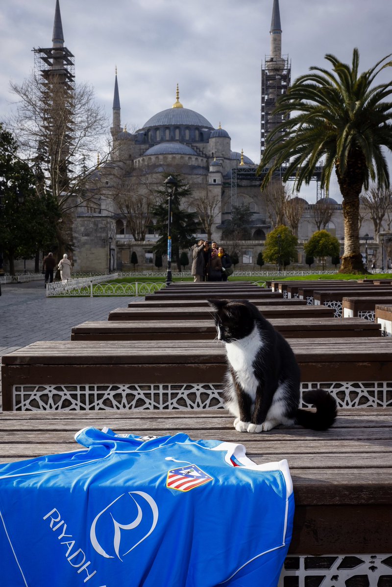 Catlético de Meowdrid 😻