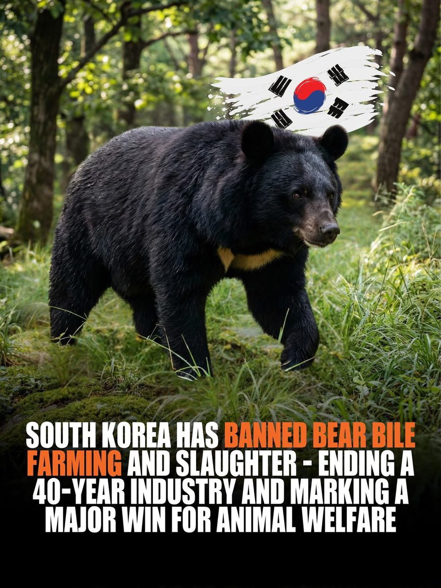 Better late than never!

It took more than forty years to stop something everyone already knew was wrong.

In South Korea, ear bile farming was once legal, regulated, and quietly accepted. For decades, Asiatic Black Bears were confined in captivity so their bile could be