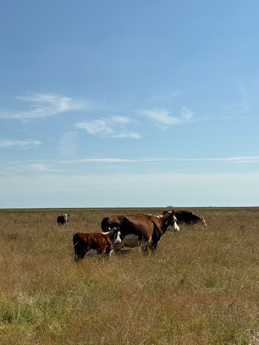 #martesdeterneros 
📍 Estancia Las Lechuzas 🦉 🦉 
Campo de cría en Cuenca del Salado
🐂 Ternero Hereford al pie de su madre
✔️ Donde empieza la cadena y se pone a prueba la habilidad materna Hereford más la Genética Jotabe🧬
🌿 A campo, con rusticidad y resultados