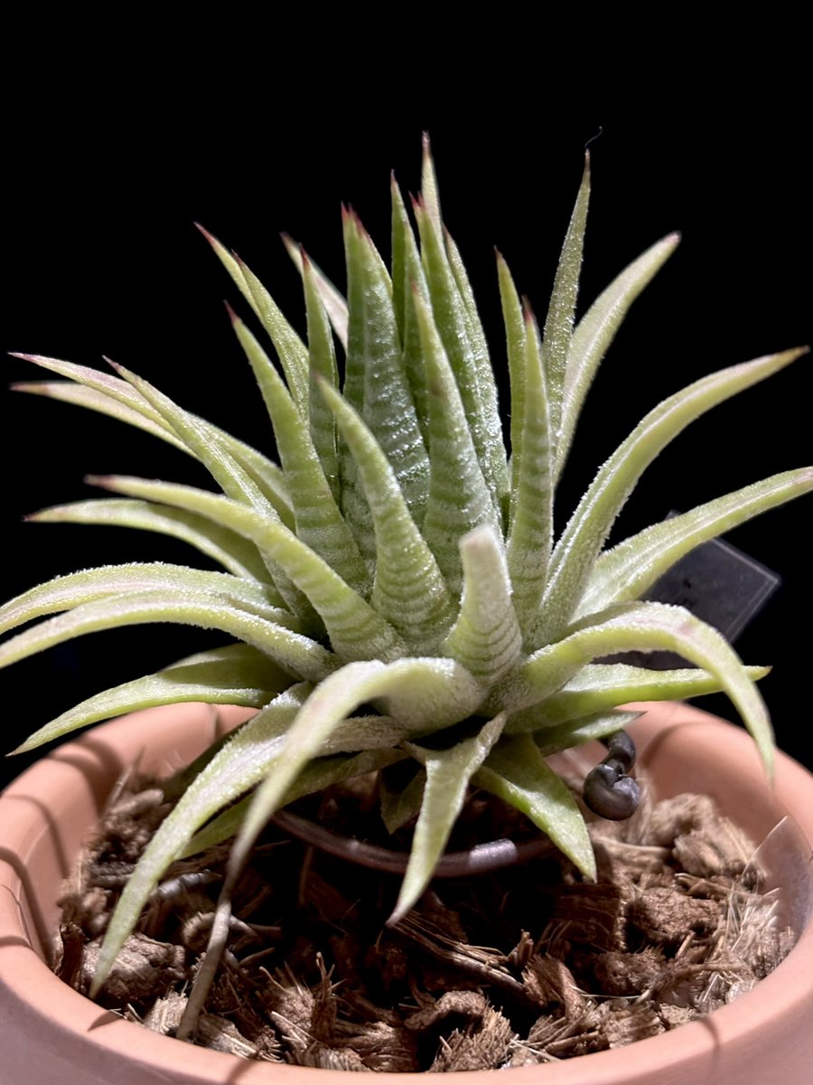 チランジア イオナンタ メキシカンゼブラ Tillandsia ionantha