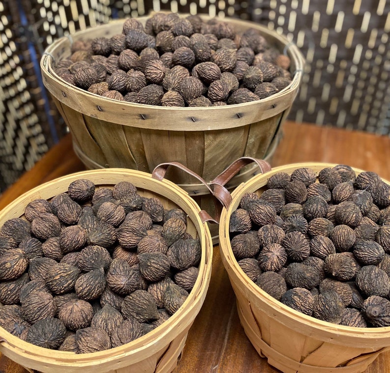 AgroNationalism's tweet image. God: "And to the Americans, my chosen people, I give the most useful trees. King above all, the black walnut, a tree which can feed you while you build a house with its perfect lumber. Its fruit is literally mannah from heaven which will keep you alive through the harshest…