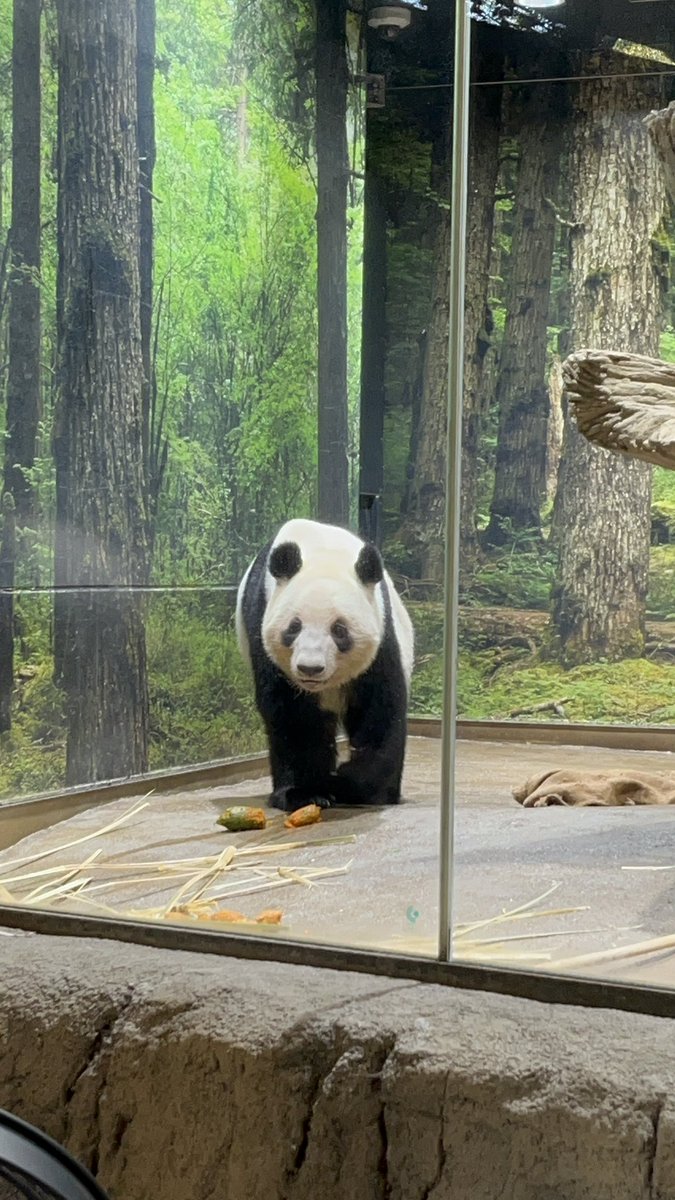 Panda_YangYang's tweet photo. 今日がわたしにとってシャオレイちゃんと上野で会える最後の日となりました。レイちゃんもシャオくんも起きていて、お顔を見せてくれました。
ありがとう、シャオシャオ、レイレイ。どうか気をつけて行ってらっしゃい🥲
2026.1.21
#シャオシャオ #レイレイ #ありがとうシャオシャオレイレイ https://t.co/tvkNSvawCR