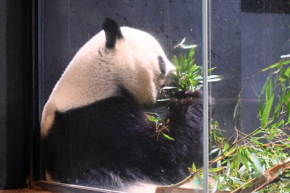 今日はこの子達をめいいっぱい包んできたよ
レイちゃん
シャオたん
その可愛さ無敵だよ
その存在も無敵

生まれてくれてありがとう
みーーんなで応援してるから
安心して大きくなぁ〜れ🐼🐼
また会おうね

安心安全で移動出来るように御徒町の摩利支天徳大寺でお願いしてきたよ

#無敵な上野一家