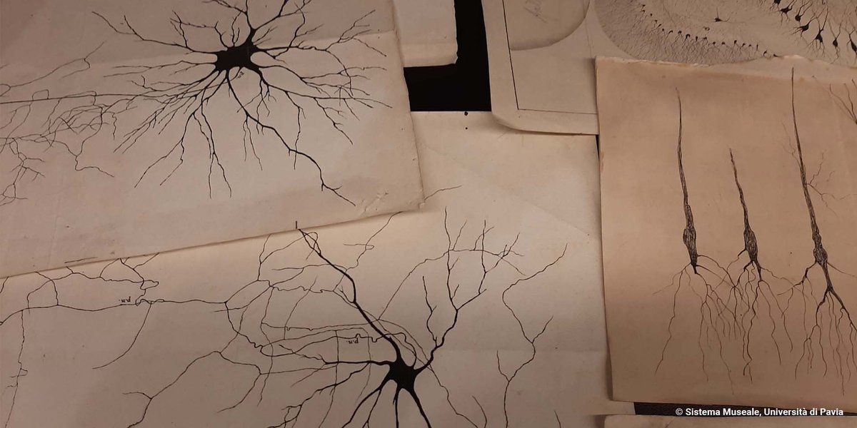 Università di Pavia tweet media