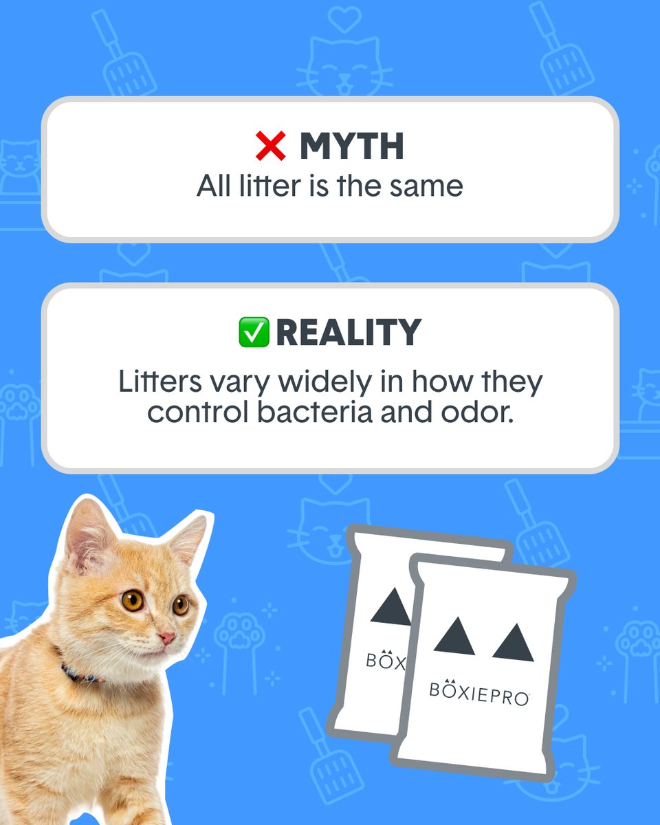 HelloBoxiecat's tweet image. Let’s retire these litter myths in 2025 ✨