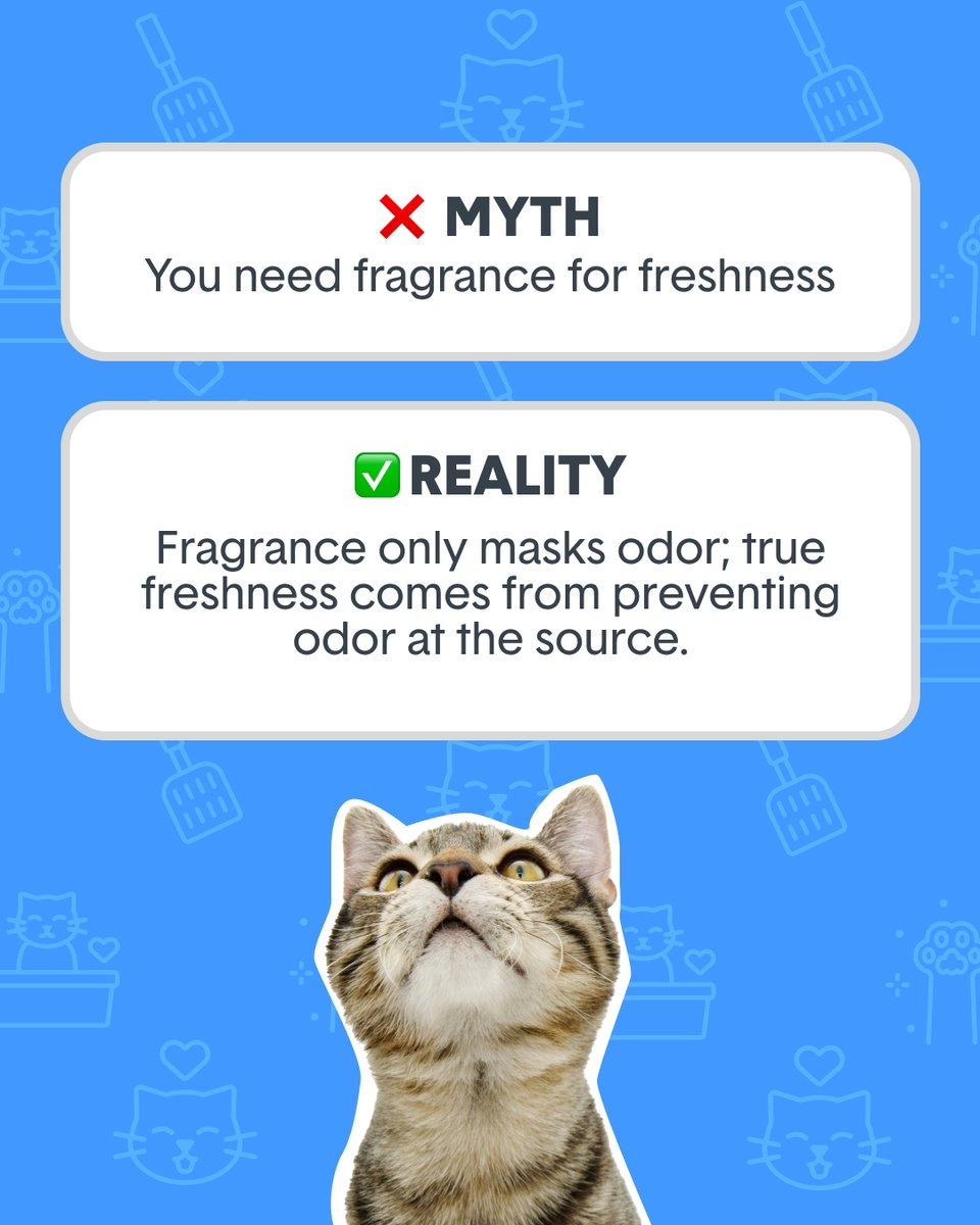 HelloBoxiecat's tweet image. Let’s retire these litter myths in 2025 ✨