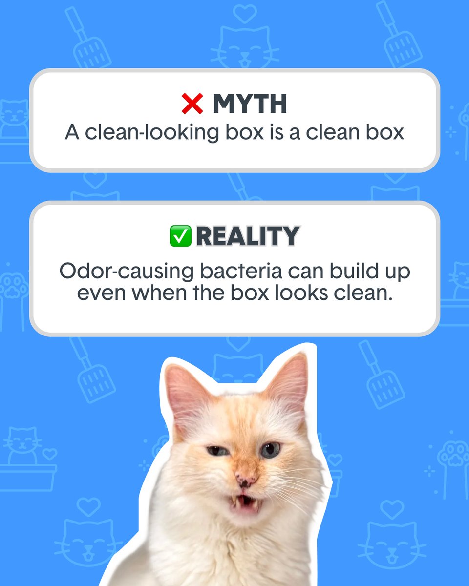 HelloBoxiecat's tweet image. Let’s retire these litter myths in 2025 ✨