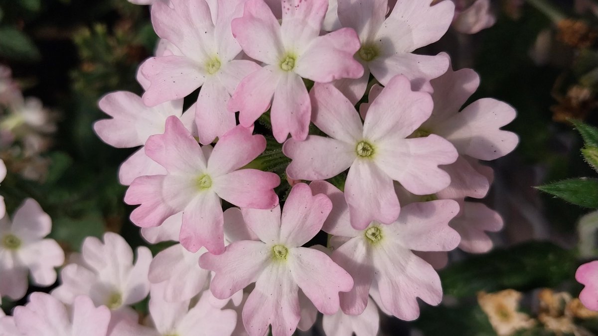 Presentan tres nuevas variedades de plantas de exterior🌸

Serena Bariloche INTA, Navidad INTA y Floriana INTA son las tres nuevas variedades de glandularias presentadas por el equipo de investigación del <a href="/IntaBariloche/">INTA Bariloche</a> y del Instituto de Floricultura.

👉🏼bit.ly/4pQ7Kn9