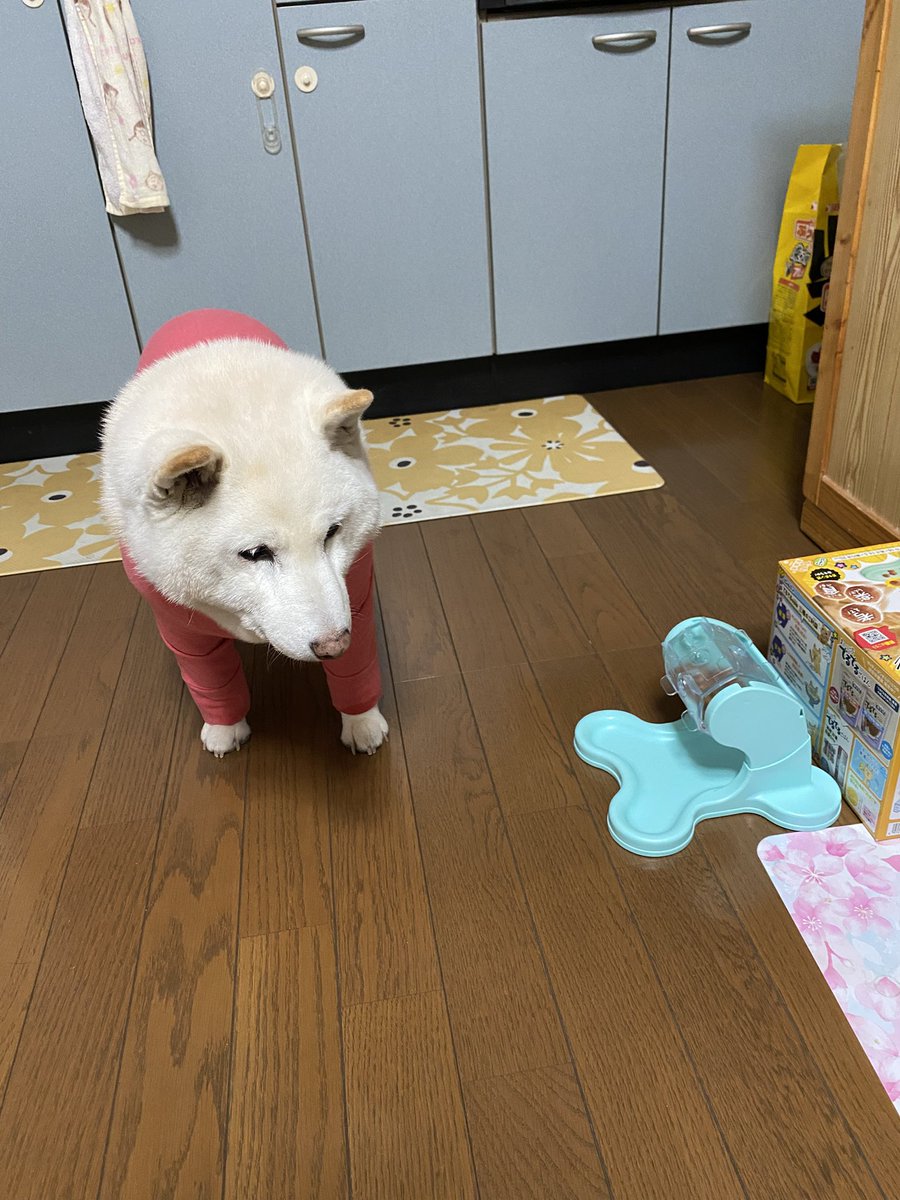 白柴まつ tweet media