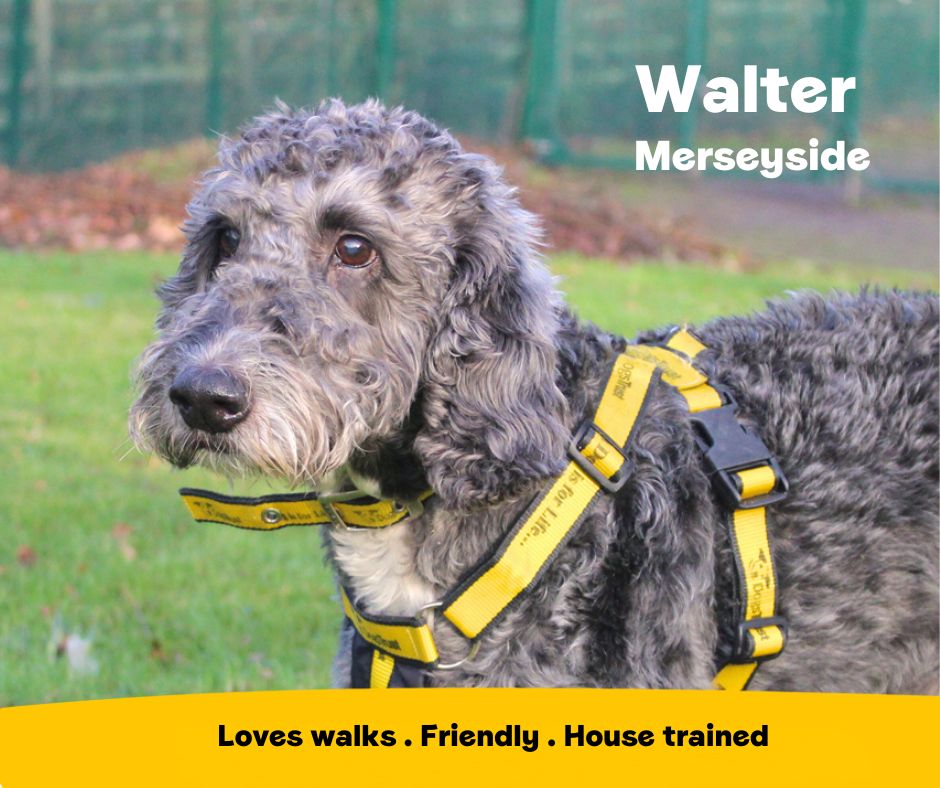 DogsTrust's tweet photo. 12-year-old Walter is looking for a retirement home where he can enjoy all the home comforts he deserves 💛 He would prefer his family to be around for most of the day and loves to go on multiple walks. 

Walter is at @DT_Merseyside📍
https://t.co/mJQp04tzzp https://t.co/iObX3RQOJj