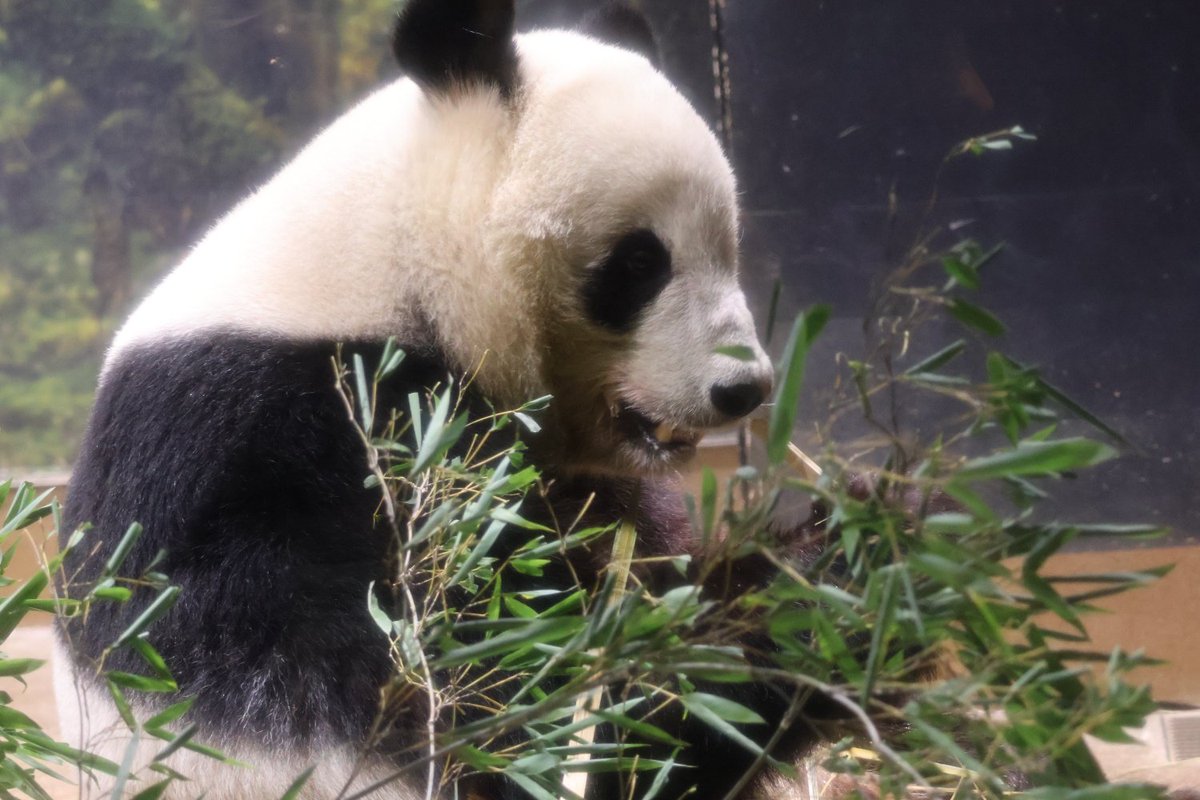 今日の双子。抽選は一度も当たらず、友達が誘ってくれて最後に会えました。本当に感謝。
シャオくん、レイちゃんありがとう。
これからも元気に過ごしてね😊
2026.1.21
#シャオシャオ　#レイレイ　#パンダ　#上野動物園