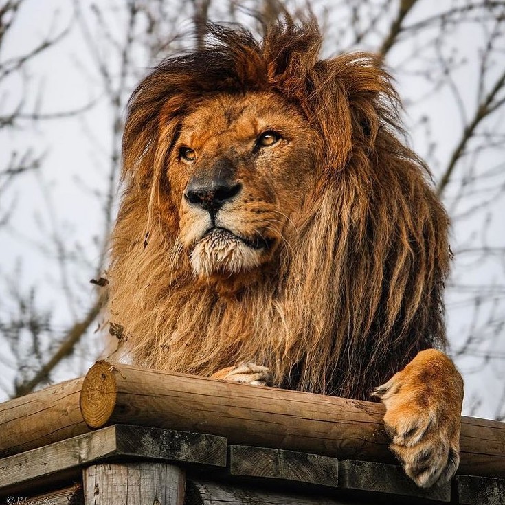 Lions 🦁 (@lionseveryday) on Twitter photo 