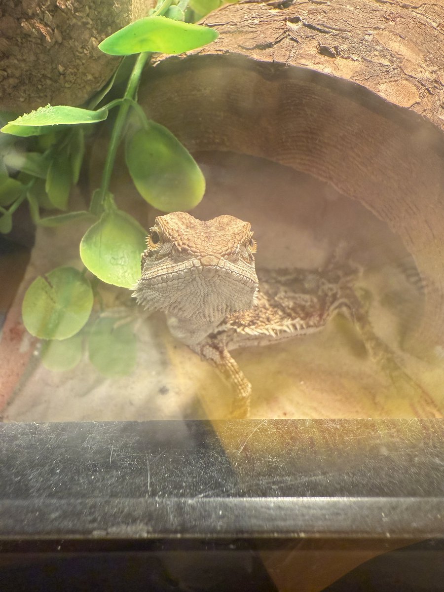 UNDEADKING tweet media