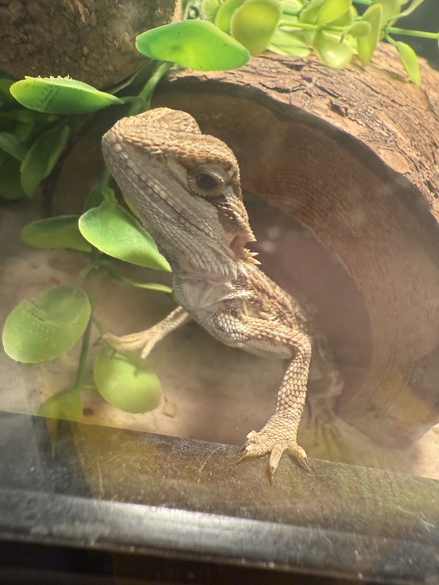 UNDEADKING tweet media