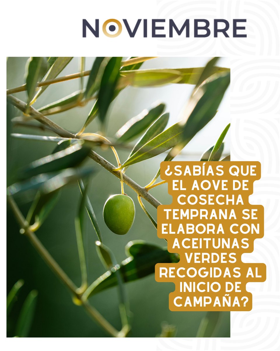 ¿Sabías que el AOVE de cosecha temprana se elabora con aceitunas verdes recogidas al inicio de campaña?
Eso lo convierte en un aceite más afrutado, fresco y con más antioxidantes 🫒✨

#CuriosidadesDelAOVE #CosechaTemprana #AOVENoviembre