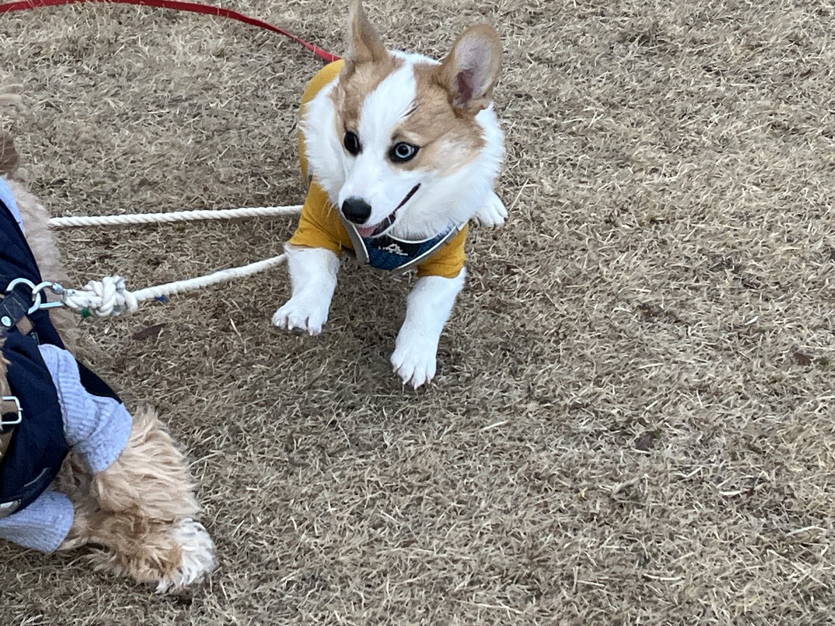 luuke0909's tweet image. よそ様の🐶ちゃんとも沢山遊んで貰ってるけど撮影許可は頂いててもSNSに上げるのはまた別だと思うので見切れ写真……