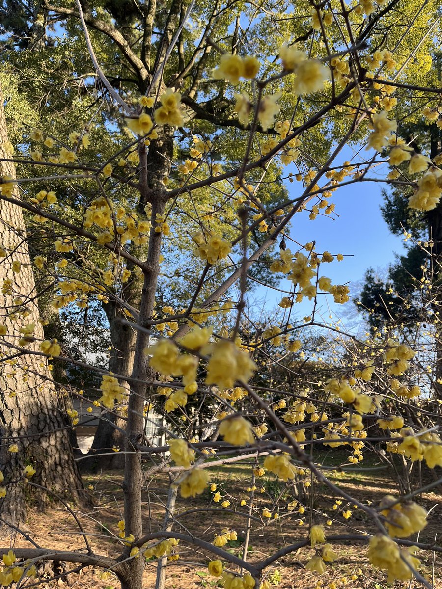 蝋梅の香りがいい季節になってきましたよ、先日お外で撮影したものだけど枝物で花屋で売ってないかな。