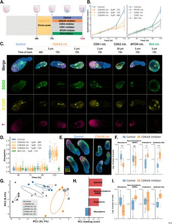AMartinezArias's tweet image. More #gastruloids papers now starting to be used to test #CellBiology  - #CellCycle and #Cilia –
biorxiv.org/content/10.648…
life-science-alliance.org/content/9/1/e2…