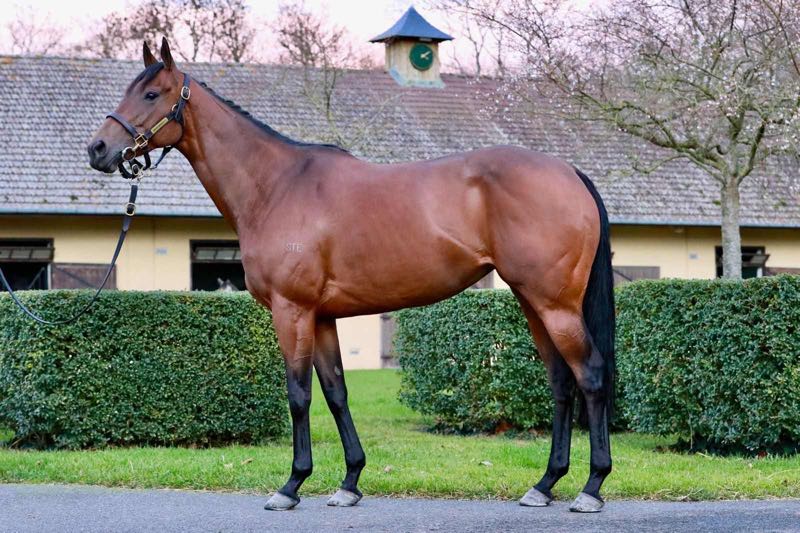 Tattersalls Online tweet media