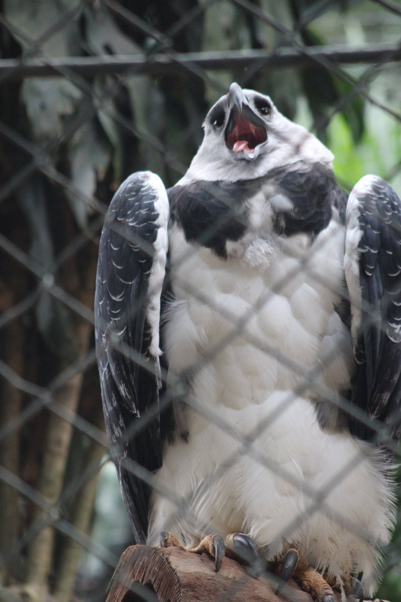 raysbyss's tweet image. Estarei aproveitando pra compartilhar mais fotos silly dos animais