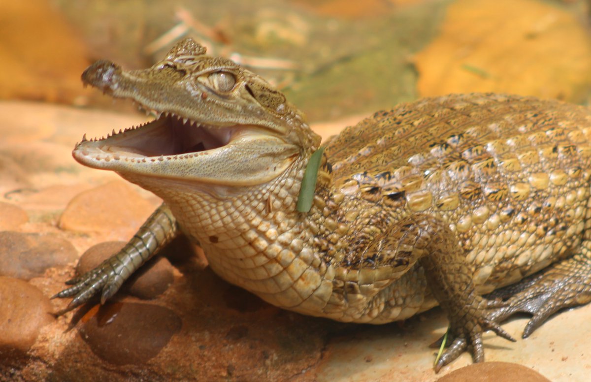 raysbyss's tweet image. Estarei aproveitando pra compartilhar mais fotos silly dos animais