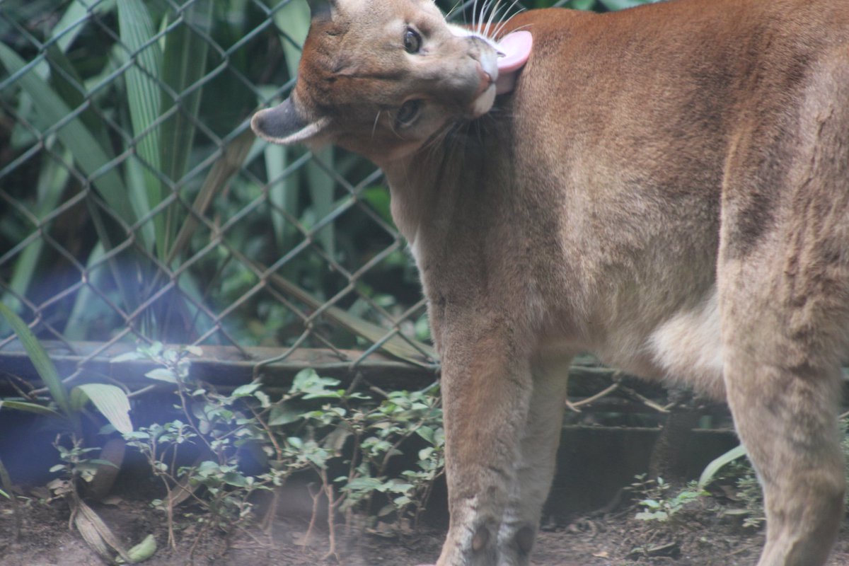 raysbyss's tweet image. Estarei aproveitando pra compartilhar mais fotos silly dos animais