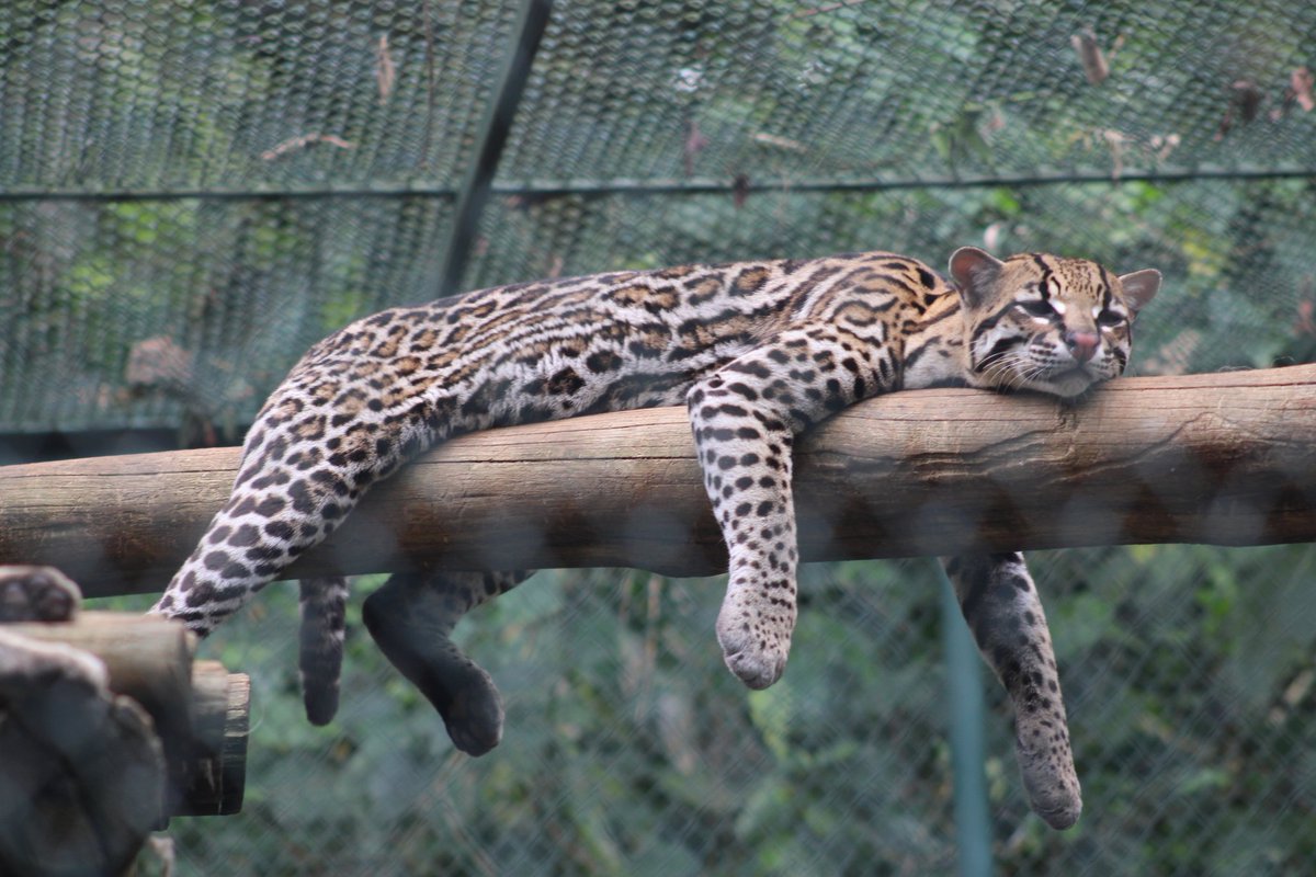 raysbyss's tweet image. Estarei aproveitando pra compartilhar mais fotos silly dos animais