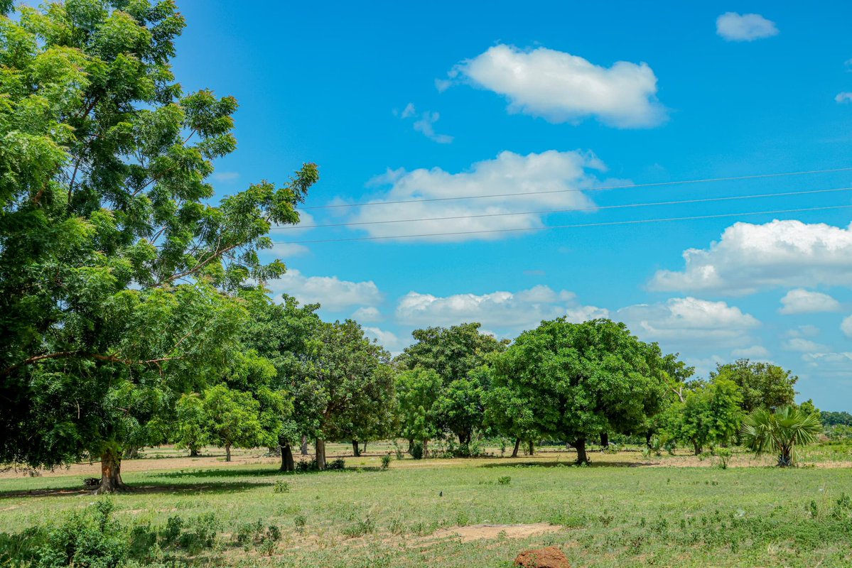 Depuis son lancement en 2012, BIOFIN a catalysé plus de 2,7 milliards de dollars dans 42 pays à travers des solutions telles que les obligations vertes, les taxes innovantes, etc.
Avec le soutien du FEM8, 91 nouveaux pays, dont le Togo, rejoignent cette dynamique. 3/3