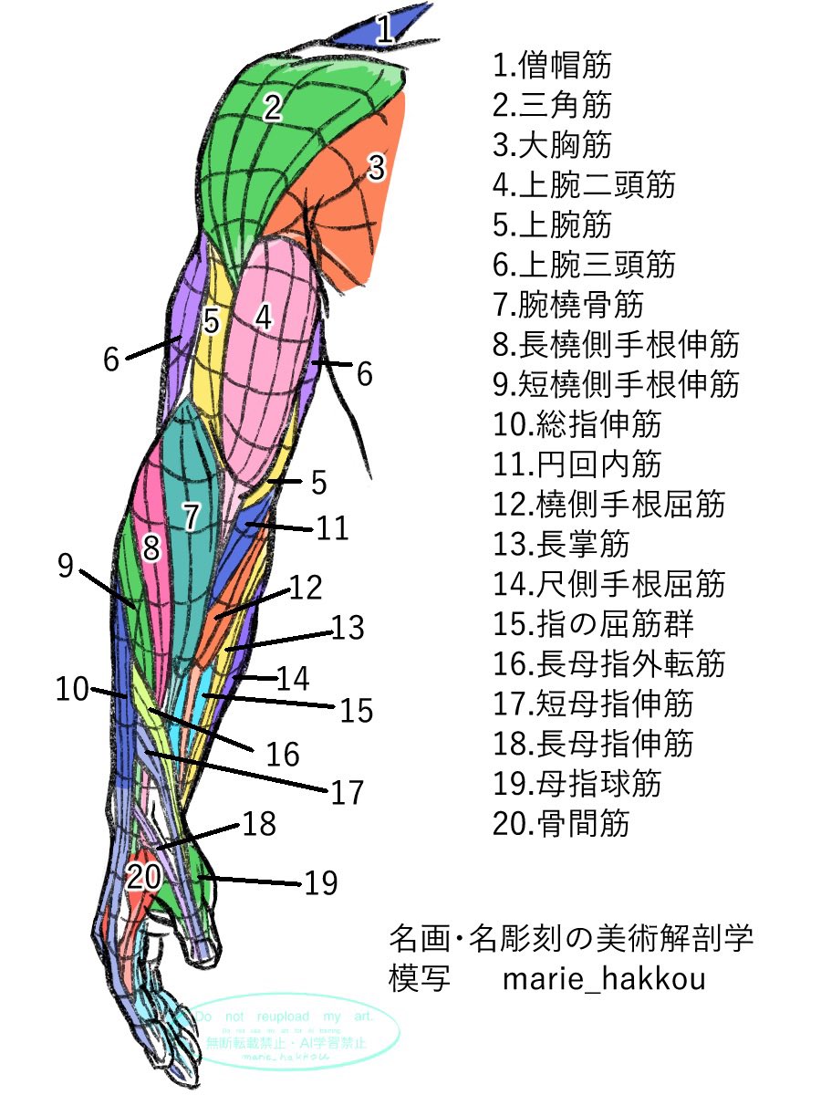 名画・名彫刻の美術解剖学
第1部　基本のトポグラフィー図
P100 自然な姿勢の腕（前面）　模写