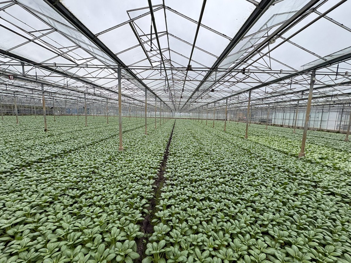 Agronomysilvers's tweet photo. Pak Choi indoor growing well and harvest not too soon away either @AgriiUK #protectedcrops https://t.co/XqeDNoYwkN