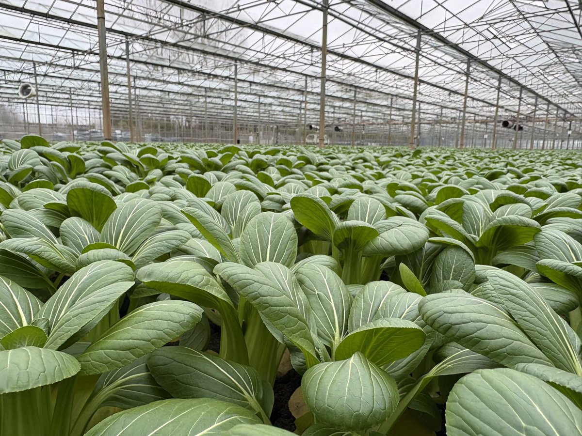Agronomysilvers's tweet photo. Pak Choi indoor growing well and harvest not too soon away either @AgriiUK #protectedcrops https://t.co/XqeDNoYwkN