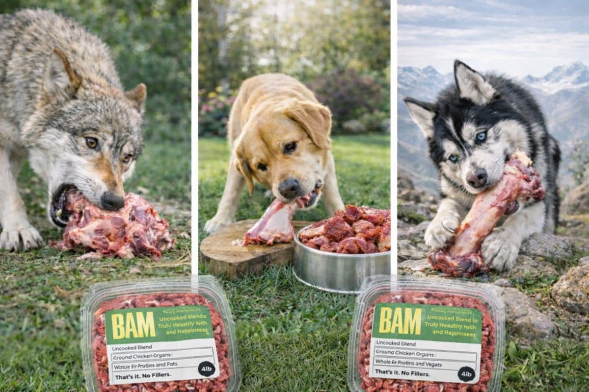 GOTBAMRAW's tweet photo. Wolves Didn’t Eat Kibble. Dogs evolved eating whole food, not pellets. Raw feeding aligns with their history and biology.
🥩🐺 #FeedRealFood #dogsofmiami #southfloridadogs #browarddogs #palmbeachdogs #fitdog #dogfood #doghealth #doglover #healthydogs #naturaldoghealth #naturaldog https://t.co/HwPNODcT5b