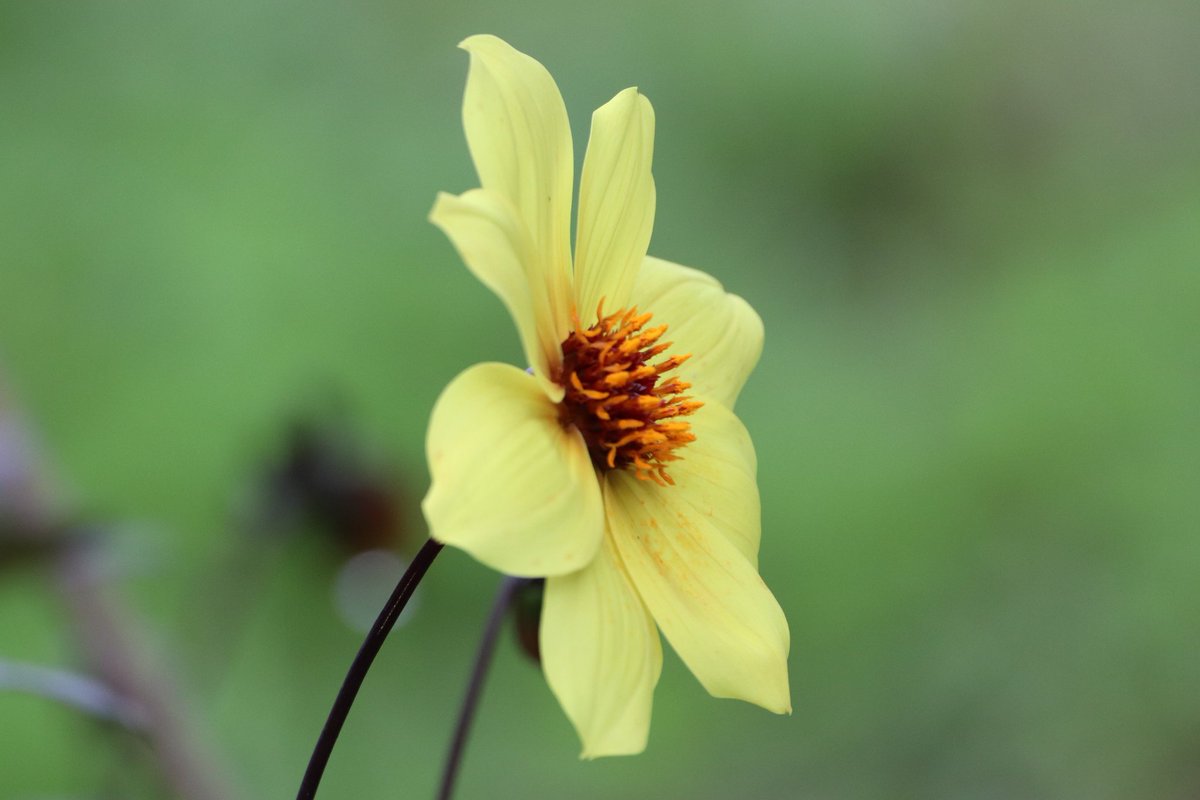 chris40851's tweet image. #Positive_Attitude 🌺
Y a tjs des bonnes ondes et des bonnes  choses pour remonter la pente.
#VIVRE ❤️🦂
# Penser_à_Soi 🌸
Merde Aux Cons