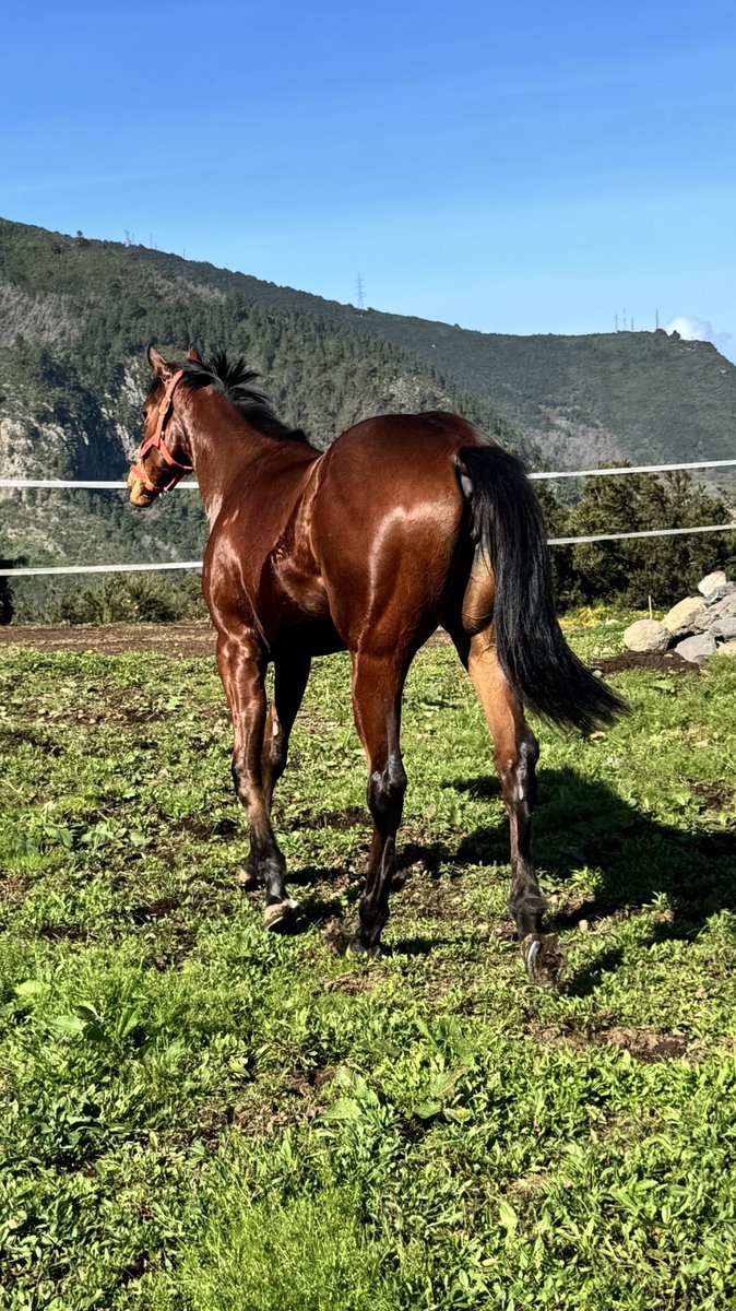 JoseSpeight's tweet photo. 2 yo . Lady Guayota propia hermana de Marcus Atilius por Brave Prospector &amp; Portrait (Peintre célebre) https://t.co/bgxaN3hFC7
