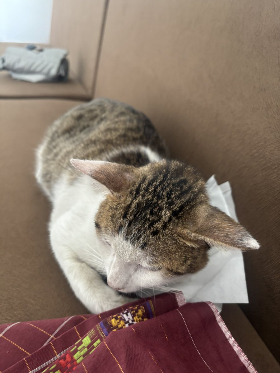 Ternyata benaran sedih ngeliat kucing sakit. Get well soon Kliwon