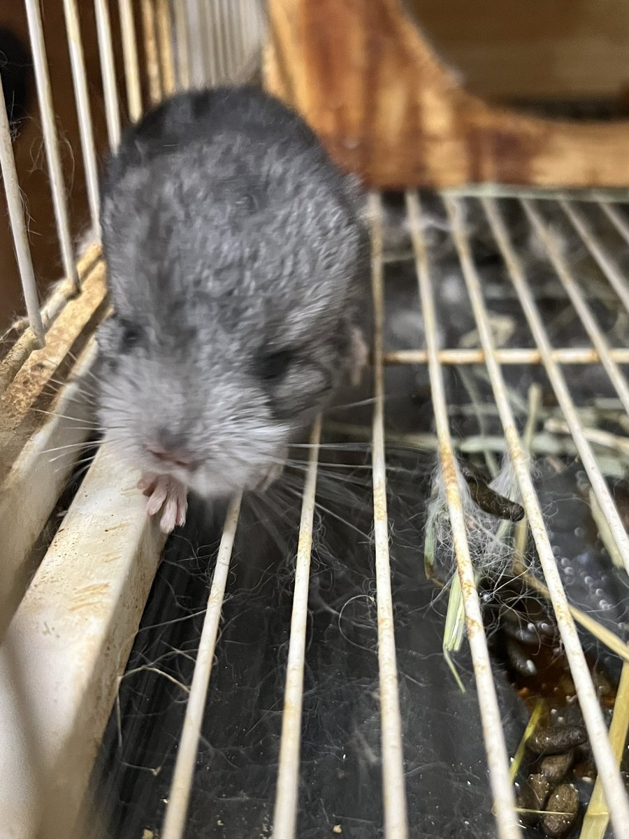 赤ちゃんが産まれました。 #チンチラ