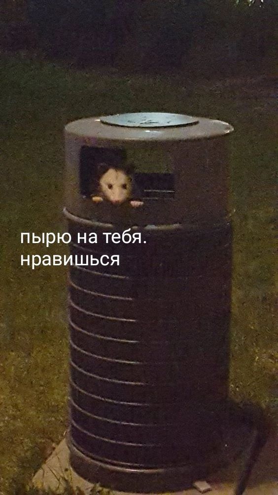 sun_cho_us's tweet photo. #сероволк #мгипп
Ну он https://t.co/nSM300rYxO
