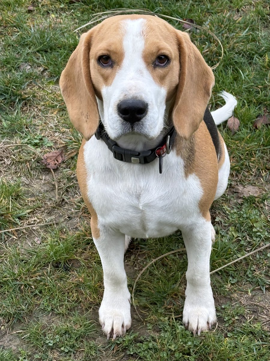Pet_Mondo's tweet photo. Aron i Snupi. 🐶🐶
Dva bigla. Dva grada. Ista, pretužna sudbina.

Jedan je lutao ulicama Novog Sada, drugi ulicama Beograda. Obojica lovački psi – i baš zato među najčešće izbačenima.
Ljudi ih uzimaju za lov, a napuštaju kada se „ne pokažu dovoljno dobrim“.
⬇️ https://t.co/QC7VOLoDrS