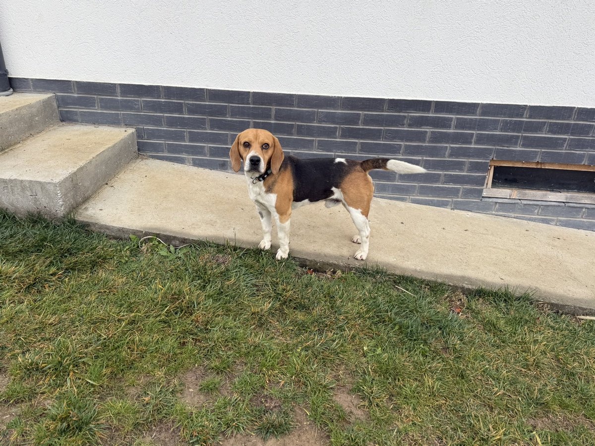 Aron i Snupi. 🐶🐶
Dva bigla. Dva grada. Ista, pretužna sudbina.

Jedan je lutao ulicama Novog Sada, drugi ulicama Beograda. Obojica lovački psi – i baš zato među najčešće izbačenima.
Ljudi ih uzimaju za lov, a napuštaju kada se „ne pokažu dovoljno dobrim“.
⬇️