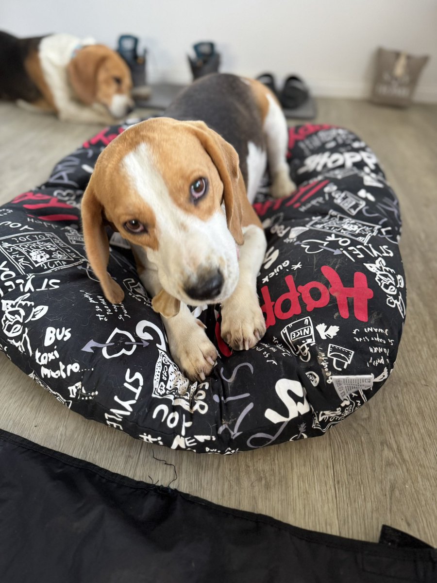 Pet_Mondo's tweet photo. Aron i Snupi. 🐶🐶
Dva bigla. Dva grada. Ista, pretužna sudbina.

Jedan je lutao ulicama Novog Sada, drugi ulicama Beograda. Obojica lovački psi – i baš zato među najčešće izbačenima.
Ljudi ih uzimaju za lov, a napuštaju kada se „ne pokažu dovoljno dobrim“.
⬇️ https://t.co/QC7VOLoDrS