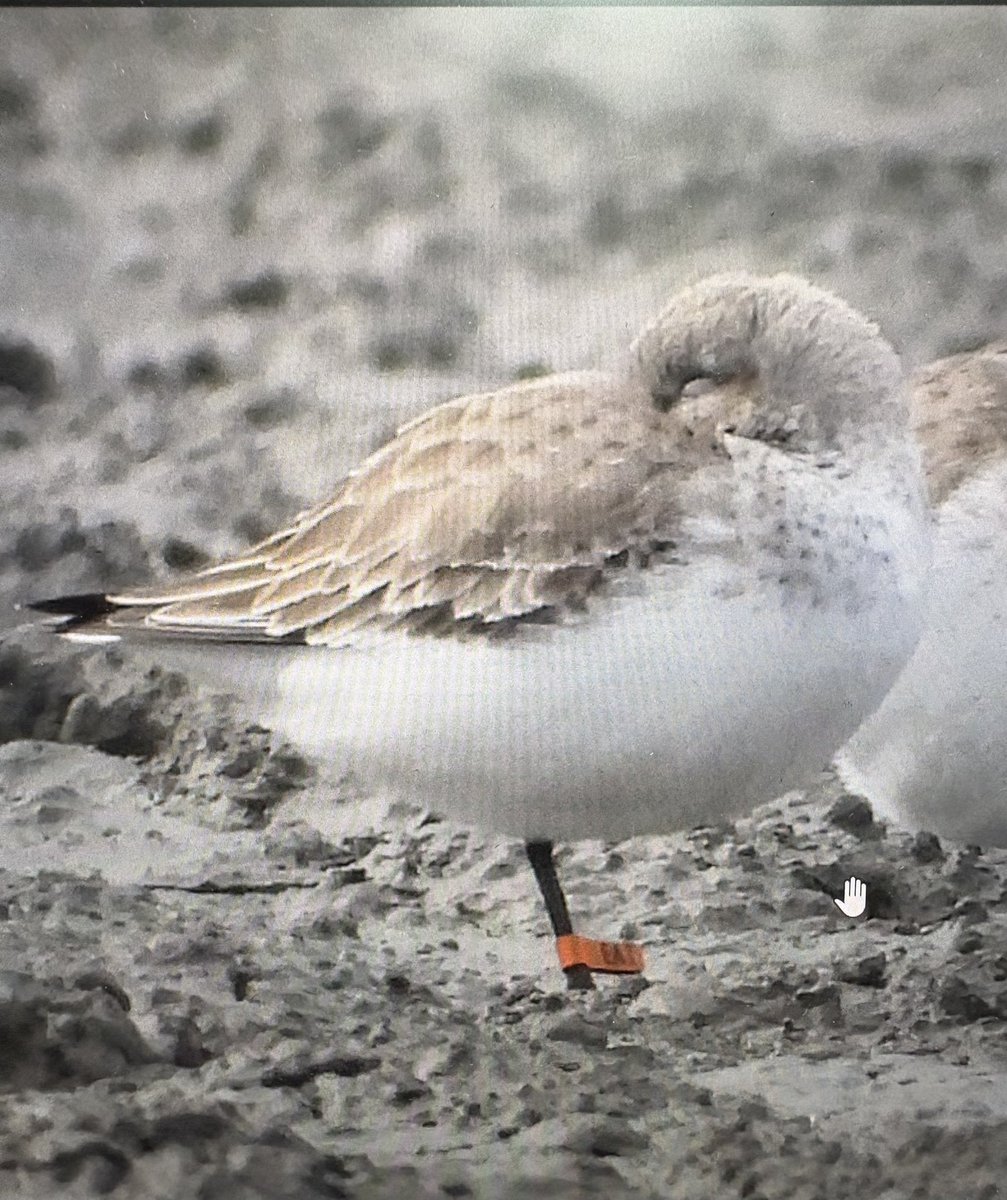 SHOREBIRDS IN JAPAN 日本のシギ・チドリ tweet media