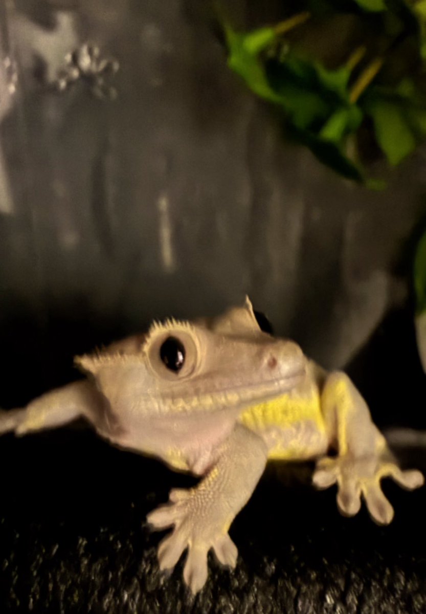 夜目すき👀🤍