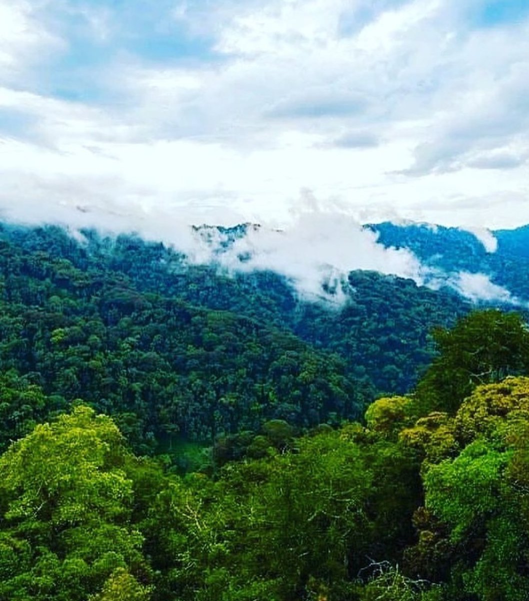 SahihiT's tweet image. Join us for a 3 days #nyungweforest #safari. During your vacation, you will be exploring #Rwanda 🇷🇼 through its Western corridor and enjoy the #canopywalkway #adventure with #SahihiAfricaTours. #visitrwanda #travel #africa #AdventureAwaits #naturelovers #lakekivu