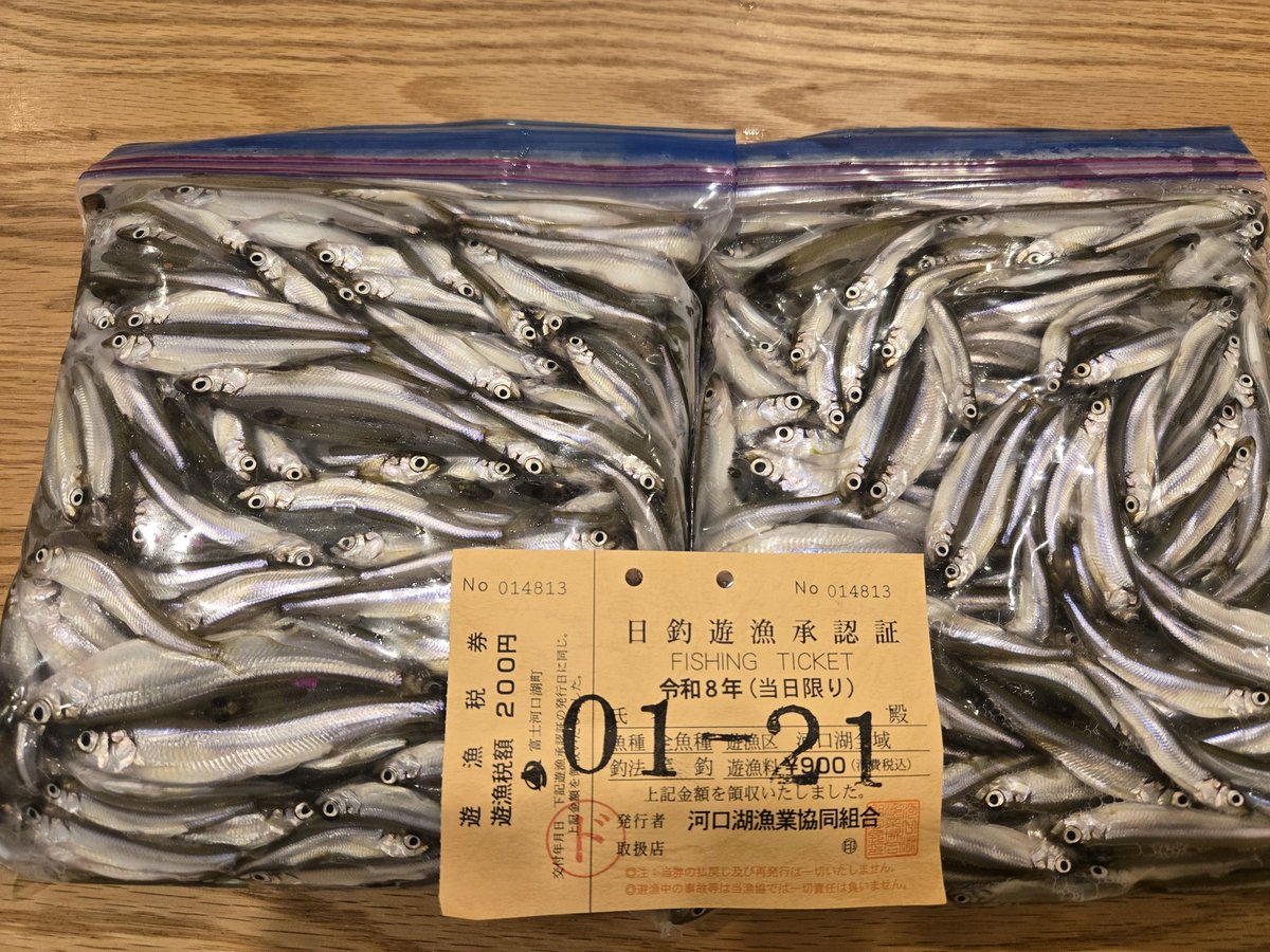 toukonhyper's tweet photo. 今日は、河口湖漁協さんのワカサギドーム船にワカサギ釣りに行って来たなり。

後半群れが止まる時間も結構あったけど、楽しめました。

751匹でした。

いつもの天ぷらで美味しく頂きました。

#河口湖
#ワカサギ https://t.co/AfSCndDGBi